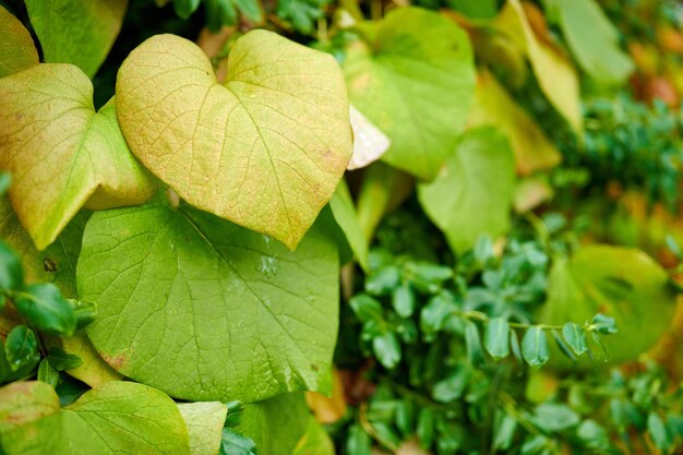 Il mio giardino Piante di zenzero selvatico ricoperte di rugiada o gocce di pioggia Primo piano di un tubo di Dutchmans o di un fiore di Aristolochia macrophylla foglie in un giardino naturale o in una foresta in un giorno in primavera o in autunno