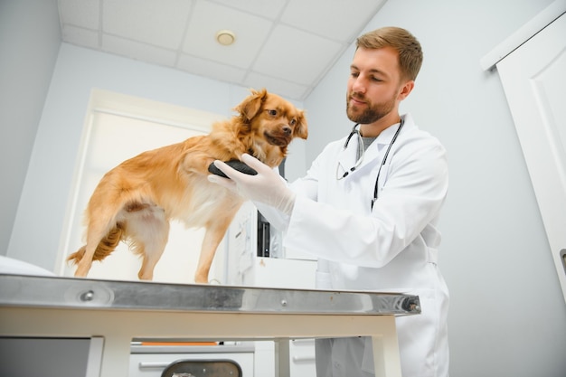 Il mio miglior paziente Veterinario maschio allegro in uniforme da lavoro che tiene un cane e sorride mentre si trova in clinica veterinaria