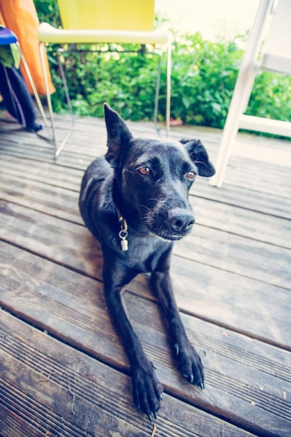 Il mio primo piccolo animale domestico Un simpatico cagnolino nero sta aspettando in giardino