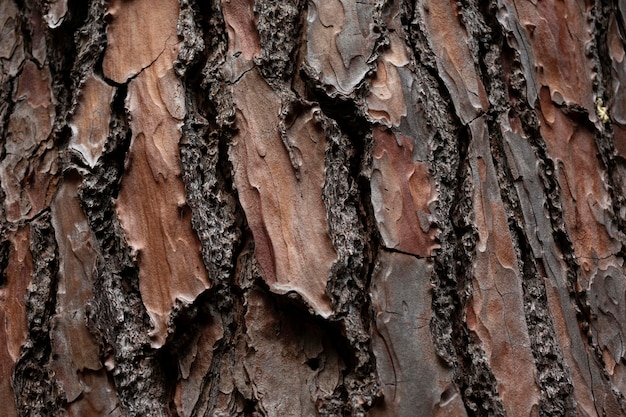 Il modello di corteccia è una struttura senza cuciture dall'albero Per il lavoro in legno di sfondo Corteccia di legno duro marrone