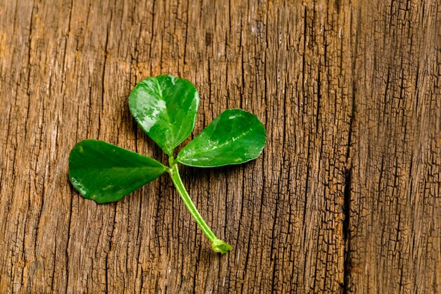 Il modello di Happy Saint Patrick con foglie di trifoglio di trifoglio