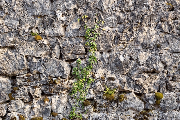 Il modello di trama Il vecchio muro grigio di sfondo in pietra naturale con piante