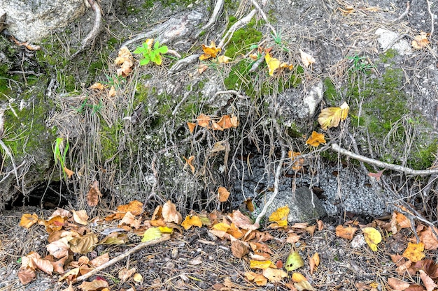 Il modello e la consistenza delle radici degli alberi su una roccia coperta di muschio