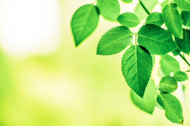 Il momento migliore per piantare un albero è adesso