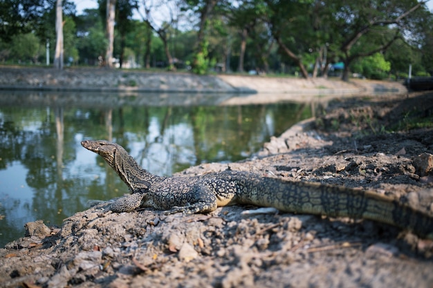 Il monitor dell'acqua (Varanus salvator) nuota nel fiume allo zoo