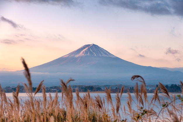 Il monte Fujisan con il prato dorato nel lago Kawaguchiko all'alba