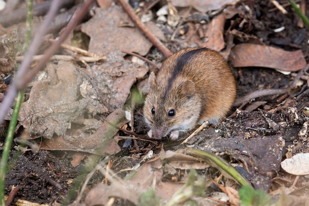 Il mouse da campo a strisce