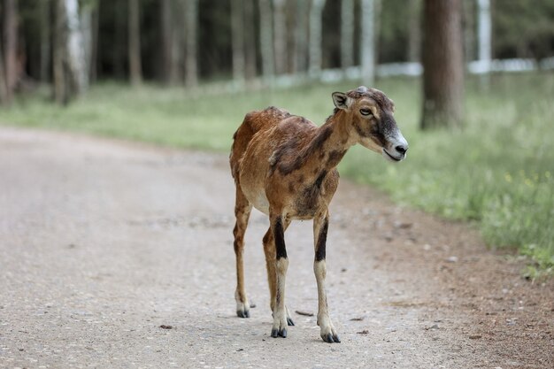 Il muflone (Ovis orientalis) nella Riserva Forestale