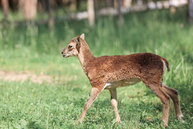 Il muflone (Ovis orientalis) nella Riserva Forestale