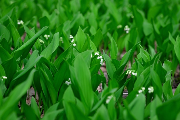 Il mughetto di fioritura fiorisce in primavera in una foresta in una radura. Trama floreale