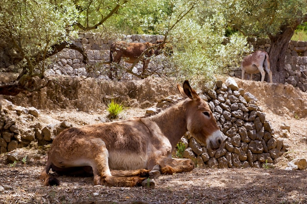 Il mulo dell&#39;asino nel campo mediterraneo di ulivo di Maiorca