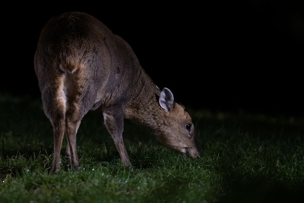 Il muntjac carino di Reeves nel campo verde di notte