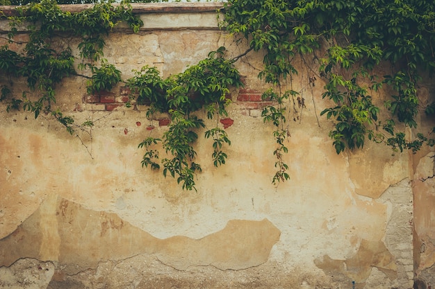 Il muro coperto da foglie verdi