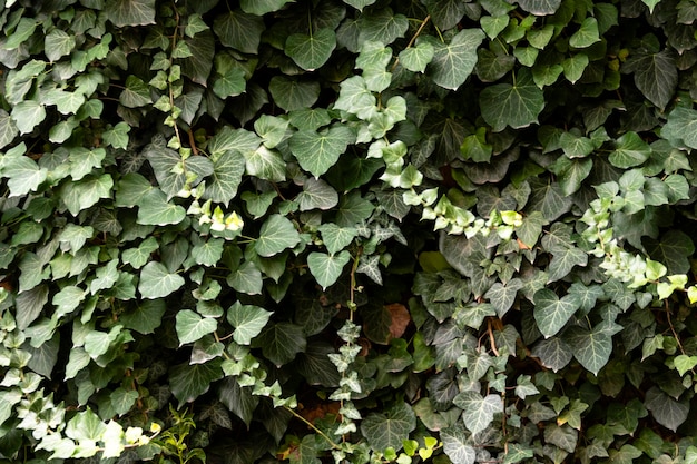 Il muro è intrecciato con piante rampicanti verdi Foglie verdi da vicino