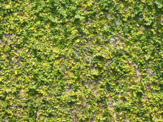 Il muro era coperto di rampicanti