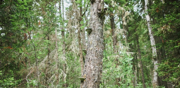 Il muschio cresce abbondantemente sulla corteccia di questo albero e crea una trama accattivante
