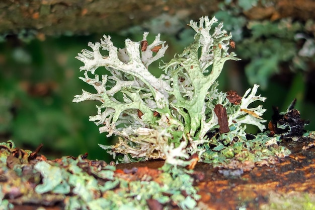 il muschio cresce su un albero. sfondo naturale verde