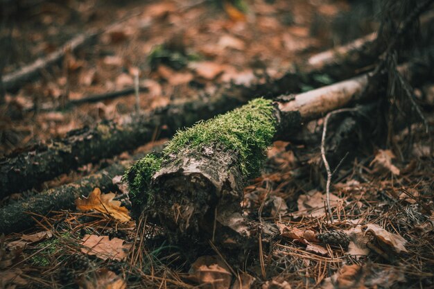 Il muschio della foresta sull'albero