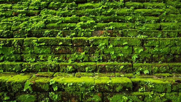 Il muschio verde sempreverde alla foresta primitiva ha individuato il parco nazionale di Inthanon, Chiang Mai, Tailandia