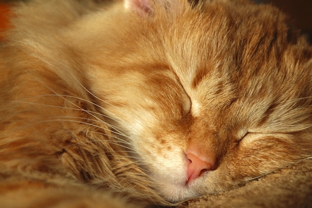 Il muso di un gatto rosso con gli occhi chiusi.