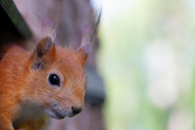 Il muso di un piccolo scoiattolo su uno sfondo di verde