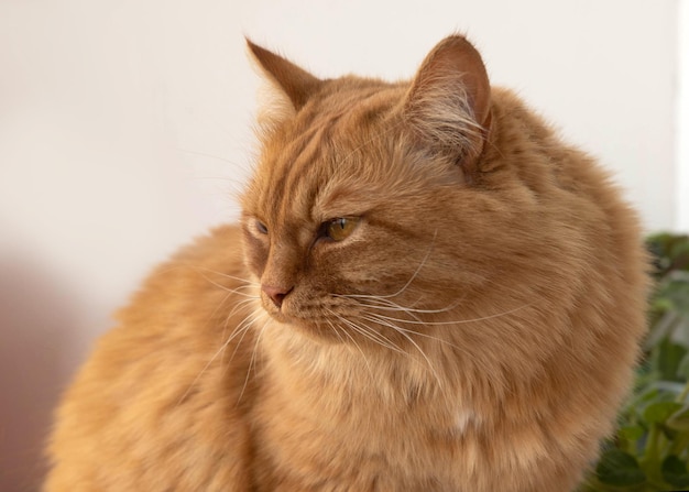 Il muso di un soffice gatto rosso con gli occhi socchiusi è girato di lato