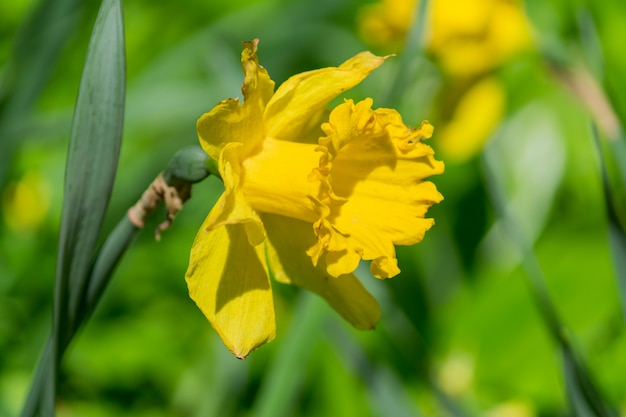 Il narciso di fioritura giallo tenero fiorisce nel giardino di primavera, fondo floreale