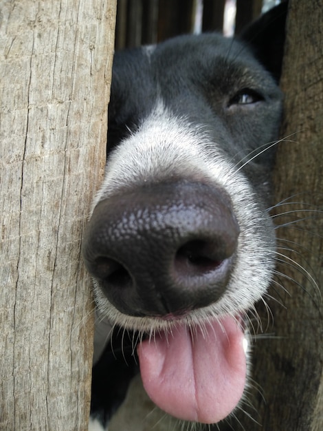 Il naso alto chiuso del cane blalck e il colore bianco nell'attesa del recinto di legno li aiutano da qualcuno