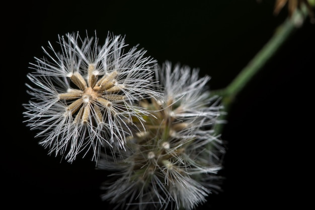 Il nero a macroistruzione del fondo del fiore