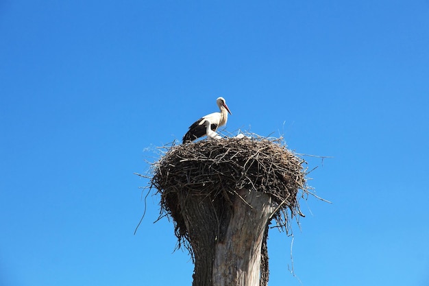 Il nido delle cicogne in Bielorussia