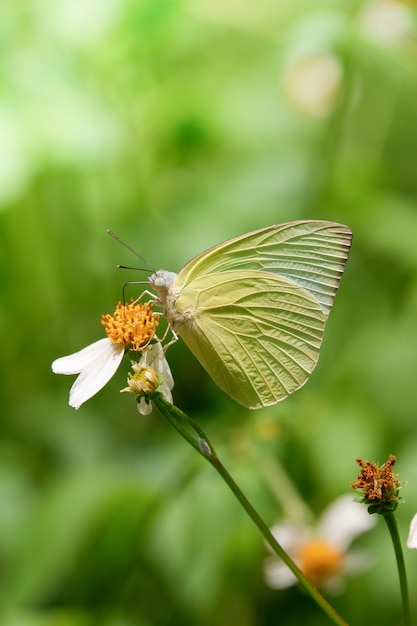 Il nome della farfalla gialla è The Lemon Emigrant (Catopsilia Pomona)