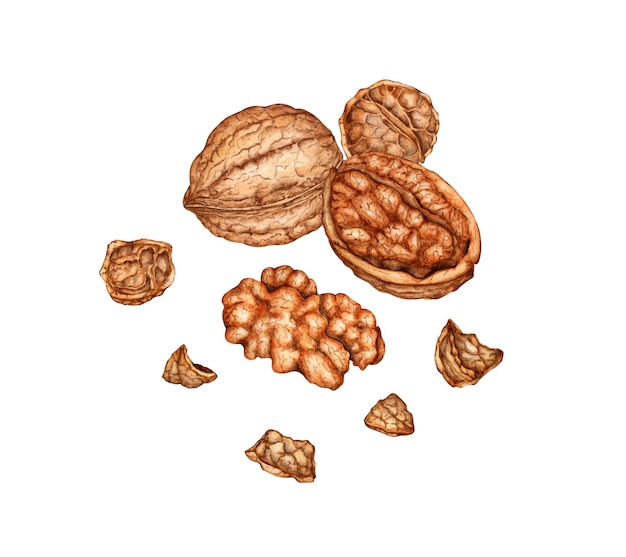Il nucleo intero della noce, la metà del nucleo e il guscio, illustrazione ad acquerello isolata dallo sfondo, consistenza realistica e colori naturali del guscio e del nucleo del noce, cucina botanica perfetta
