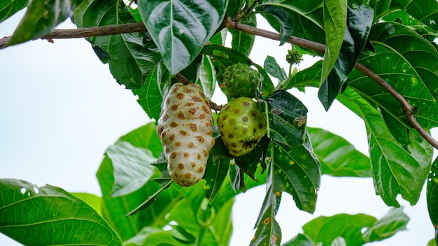 Il nutriente Noni. Un tesoro tropicale