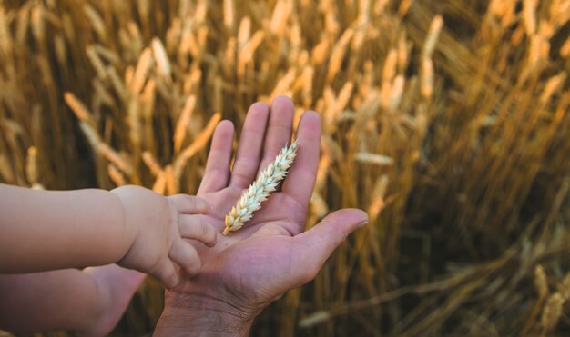 Il padre dà al bambino una spiga di grano in mano. Messa a fuoco selettiva. Natura.