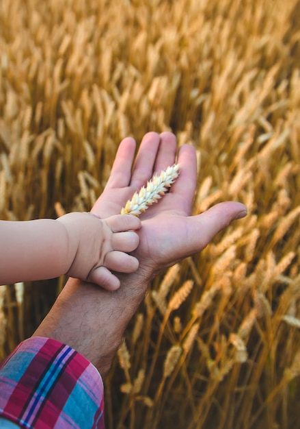 Il padre dà al bambino una spiga di grano in mano. Messa a fuoco selettiva.