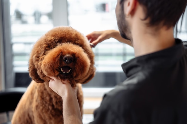 Il padrone taglia il cane Cura degli animali