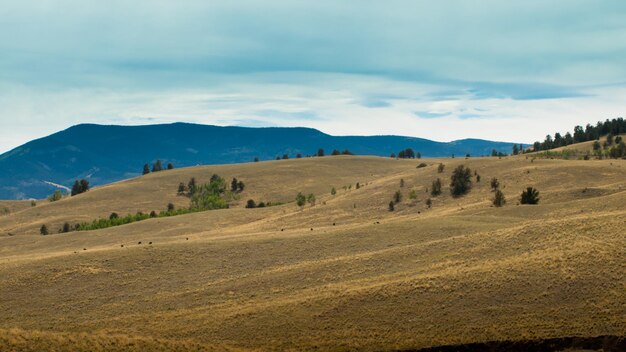 Il paesaggio collinare del Colorado all'inizio dell'autunno.