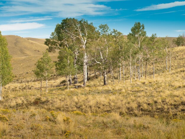 Il paesaggio collinare del Colorado all'inizio dell'autunno.