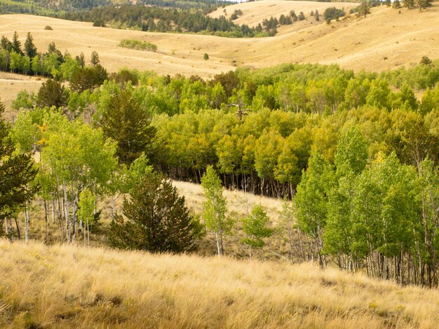 Il paesaggio collinare del Colorado all'inizio dell'autunno.