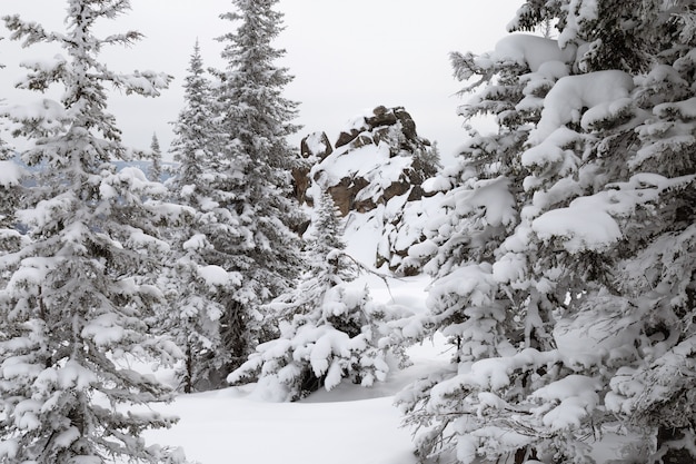 Il paesaggio della foresta dell'inverno con gli abeti ha coperto la neve in Altay Mountains