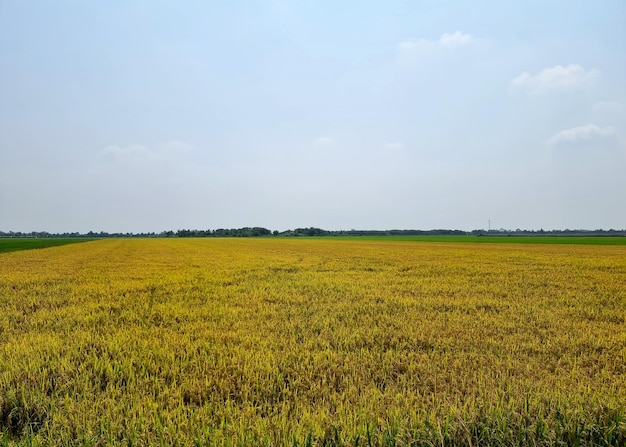 Il paesaggio delle risaie mature sullo sfondo del cielo