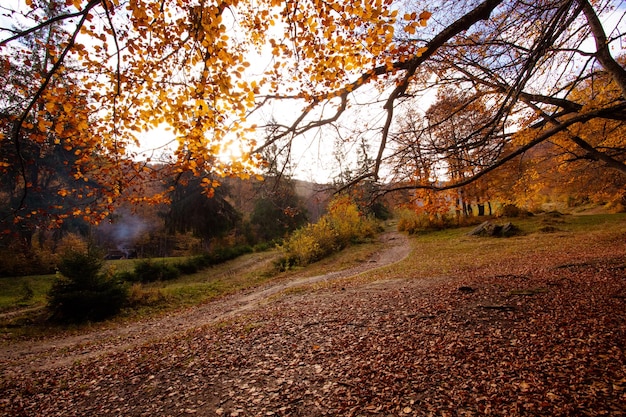 Il paesaggio di campagna della foresta autunnale in montagna