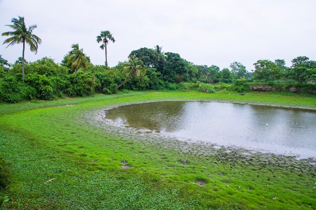 Il paesaggio di campi verdi con stagni e palme da cocco in campagna