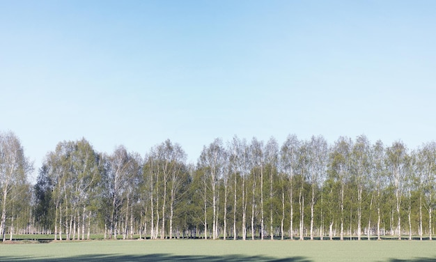 Il paesaggio è estate Alberi verdi ed erba in un paesaggio di campagna Giornata estiva della natura Foglie sui cespugli