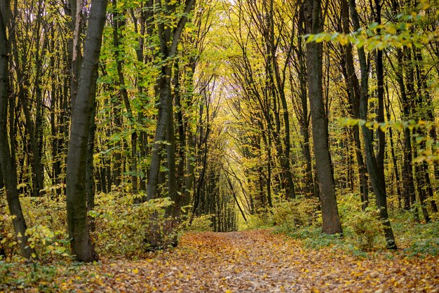 Il paesaggio è stato girato nel caldo autunno in una luminosa giornata di sole Nella foto una strada che attraversa