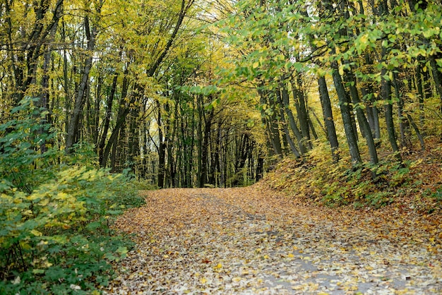 Il paesaggio è stato girato nel caldo autunno in una luminosa giornata di sole Nella foto una strada che attraversa