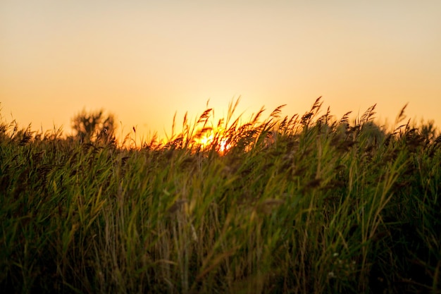 Il paesaggio è un fantastico tramonto sul campo di grano dai riflessi soleggiati.