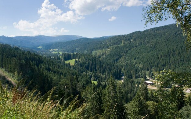 il paesaggio idilliaco della Foresta Nera