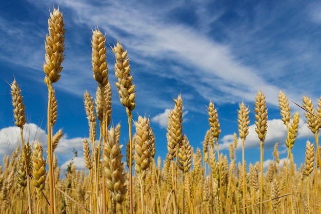 Il paesaggio si affaccia su spighe di grano mature in un campo contro un cielo blu