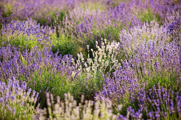 Il paesaggio tranquillo con lavanda bianca e viola